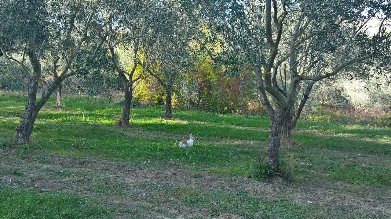 B&B Ripalta Sogliano al Rubicone Eksteriør billede